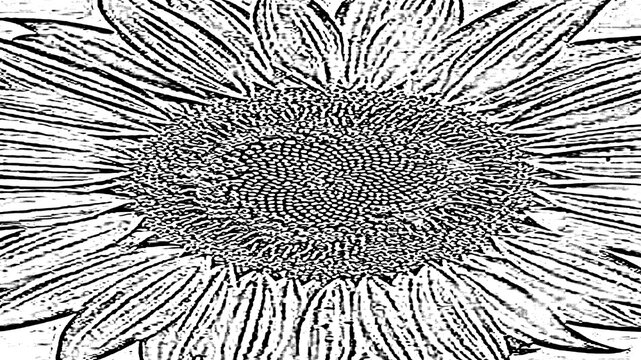 Abstract sunflower line art background, black and white flower texture, close up sunflower outline vector, floral pattern wallpaper, nature graphic design element
