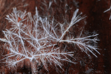 Obraz premium Mycelium or mold, texture of white thin roots on a dark background, natural macro