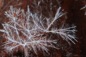 Mycelium or mold, texture of white thin roots on a dark background, natural macro © kichigin19
