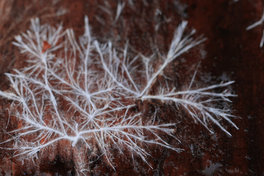 Mycelium or mold, texture of white thin roots on a dark background, natural macro