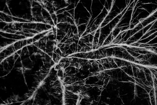 Mycelium or mold, texture of white thin roots on a dark background, natural macro