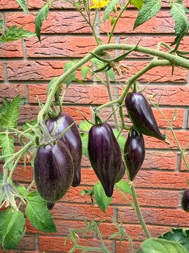 Violette Tomaten am Strauch.