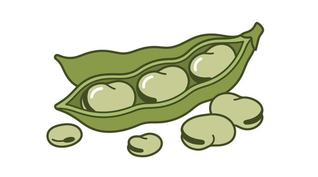 Green broad bean pod and seeds illustration.