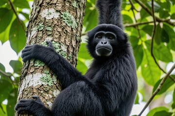 Black Siamang monkey sits on thick tree trunk in tropical forest. Primate with dark fur clings to bark, looks around jungle environment. Wild animal hanging in rainforest canopy. Exotic ape species © Vadym