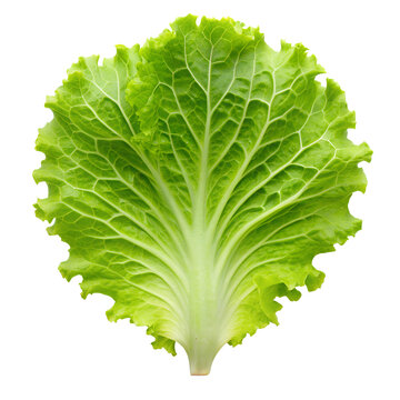 lettuce leaf