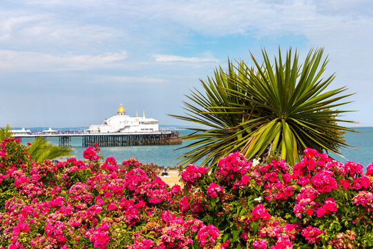 Seafront promenade with flowers and palm beside the beach and Eastbourne Pier in Eastbourne, East Sussex, England, UK