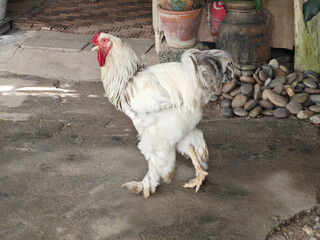 Large White Brahma Rooster Walking on Concrete Ground. © kanyakon