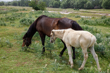 Obraz premium Brown mare and white foal graze together in open field