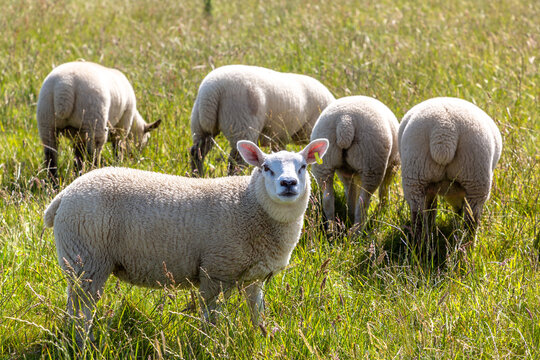 A flock of White lambs grazing on fresh green grass farm in a peaceful summer pasture