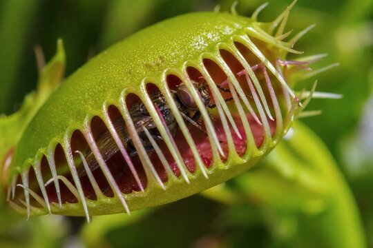 taker. Extreme close-up of a Venus flytrap closing around a fly, with sharp details and blurred background. wildlife magazines.