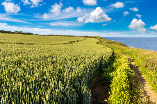 Green Wheat farm Field beside Flamborough Coast in Yorkshire, England, UK