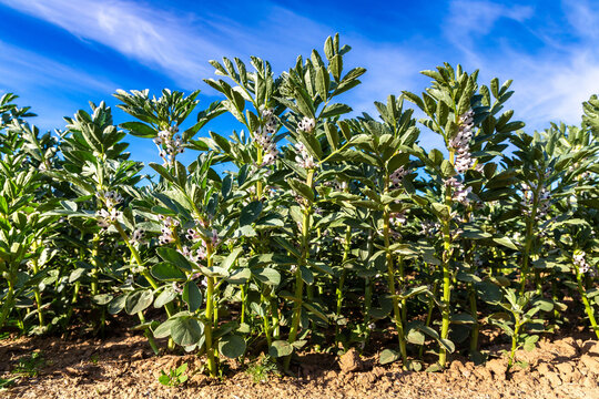Broad Bean Vicia Faba Crop Flowering in Farm Field under Blue Sky