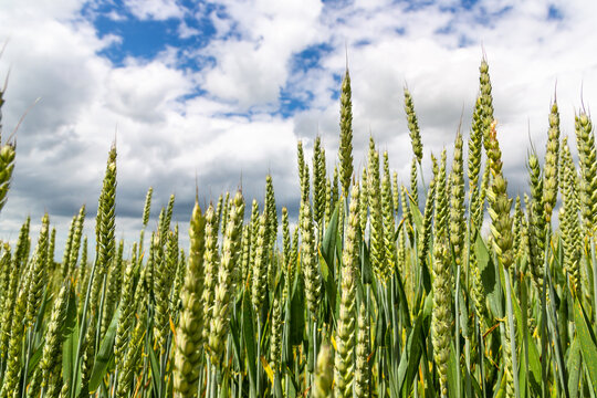 Close Up of Green Wheat Ears Growing in Agricultural farm Field