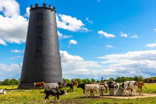 Black Mill with heard of Farm Cattle cow on Beverley Westwood, Beverley, East Riding of Yorkshire, England, UK