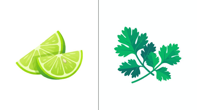 Fresh lime wedges and green coriander leaves vector illustration