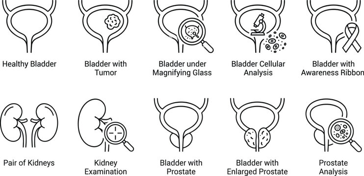 Bladder Anatomy Medical Line Icons with Prostate Kidney and Urology Healthcare Vector Set