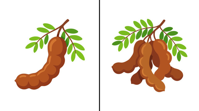 Tamarind fruit vector illustration set with green leaves