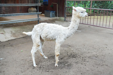 A close-up of fluffy white alpacas standing in an outdoor enclosure. © Alvi Prasetya