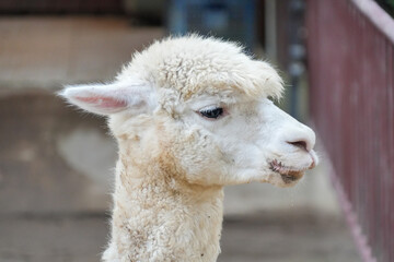 A close-up of fluffy white alpacas standing in an outdoor enclosure. © Alvi Prasetya