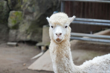 A close-up of fluffy white alpacas standing in an outdoor enclosure. © Alvi Prasetya
