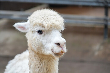 A close-up of fluffy white alpacas standing in an outdoor enclosure. © Alvi Prasetya