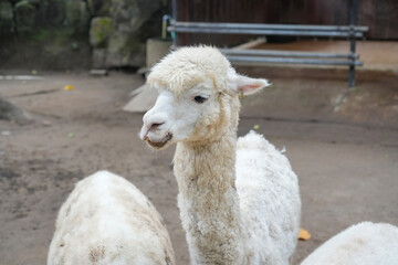 A close-up of fluffy white alpacas standing in an outdoor enclosure. © Alvi Prasetya