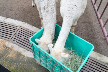 Two white alpacas lowering their heads to eat dry grass from a green plastic container in a zoo pen. © Alvi Prasetya