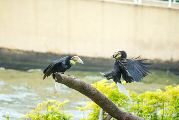 Wreathed hornbills land on a wooden railing during a bird show performance with a handler. © Alvi Prasetya