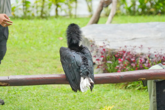 Wreathed hornbills land on a wooden railing during a bird show performance with a handler.
