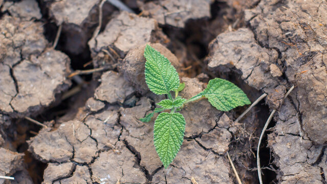 Small green plant sprouting from cracked dry earth, concept of hope, resilience, and climate change.