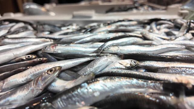Fresh anchovies glistening in a cooler at a bustling fish market close up motion footage