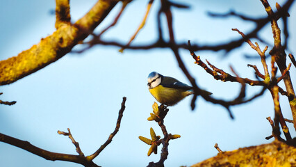 Obraz premium A vivid perched cyaniste carueleus shooted inside tree branch in a 16x9 photography