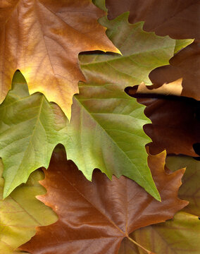 fallen autumn leaves wallpaper on green, yellow, gold, and brown - top view