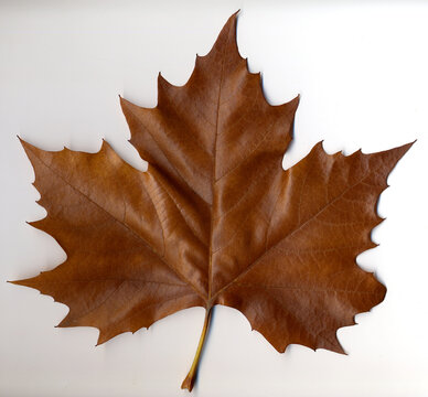 Brown autumnal maple leaf on white background