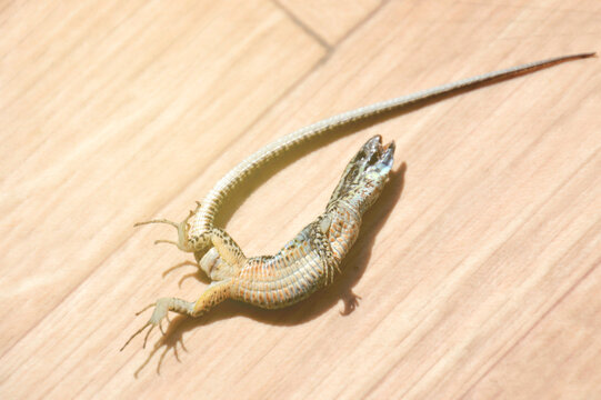 One dead saurian - sincerely i m really not a specialist for having a lizard at home. Climate change and intense sunlight ... edition