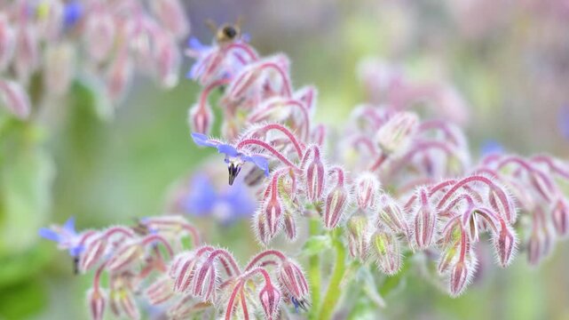 Honeybee foraging from flower to flower on common borage flowers in spring in a domestic city garden. Apis mellifera, Borago officinalis, Indre-et-Loire 37, r&eacute;gion Centre Val de Loire, France, Europe