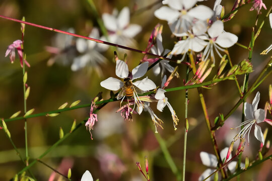 Honey bee pollinating white gaura flowers with pink buds in warm sunlight in a park garden, Herzliya Israel