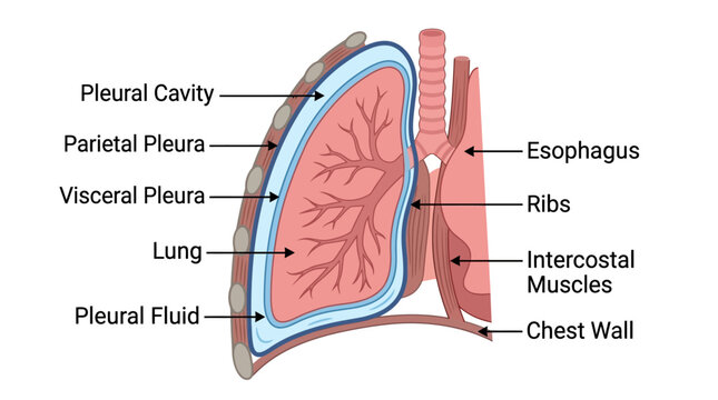 Human Lung Anatomy Infographic