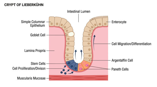 Crypt of Lieberk?hn Anatomical Infographic