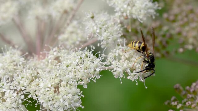 Close-up of a yellow and black wasp feeding on a cluster of small white flowers