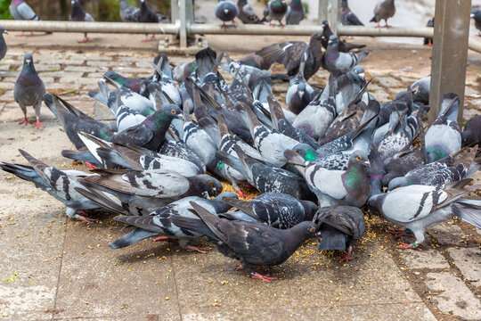 Flock of Pigeons doves Feeding on Urban Pavement in City