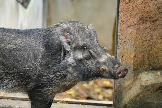 Close-up photo of a wild boar's head showing its snout and facial hair on the rocky ground.