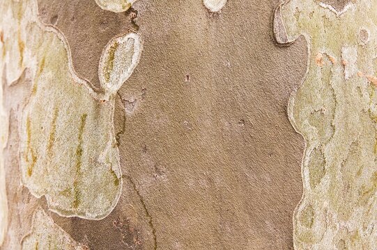 Sycamore tree bark texture with copy space in center for background design wallpaper and botanical study