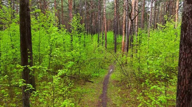 A low-altitude drone flight over a forest path surrounded by drooping bushes and tall pine trees on a sunny summer day after rain. Pine forest, Novosibirsk, Russia.