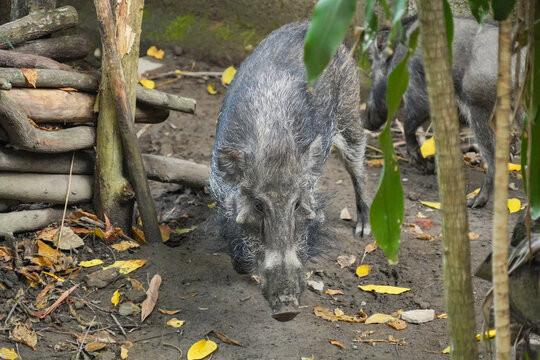 A wild boar with distinctive facial hair stands on rocky ground.