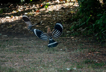 Hoopoe Birds in Flight Over Woodland Floor Showing Distinctive Black and White Wings © Chris Willemsen