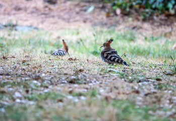 Pair of Crested Hoopoe Birds Foraging on Grass at Dusk in a Quiet Park © Chris Willemsen