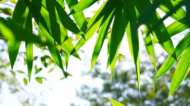 Close Up Bamboo Leaves with Sunlight Shining Through Green Foliage