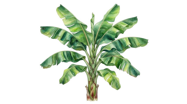 Watercolor illustration of a banana plant with large green leaves isolated on transparent background