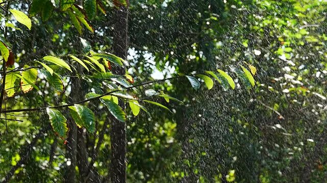 Raindrops Falling Through Tree Branch in Bright Natural Sunlight